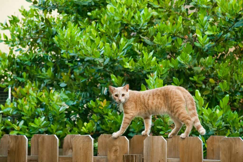 Kat op het hek