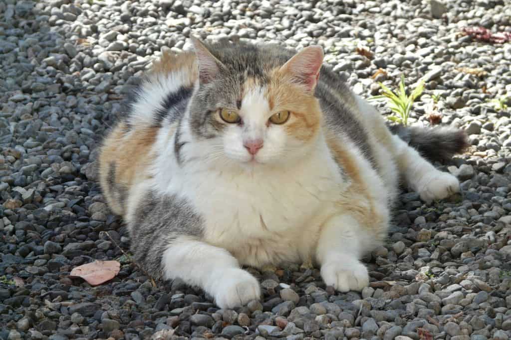 obesitas bij katten