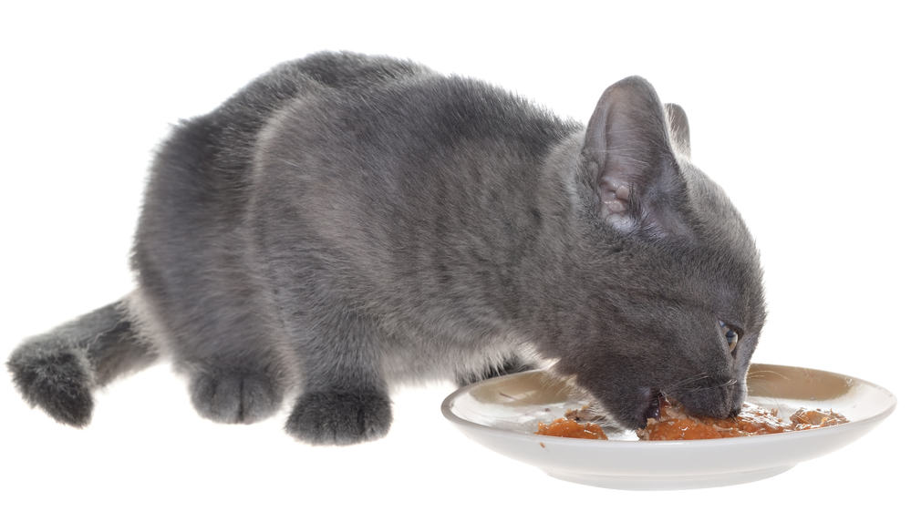 Grijs katje dat kattenvoer eet