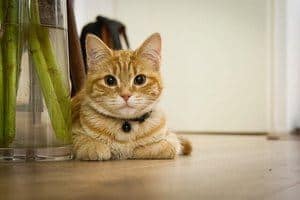 afbeelding van een schattige kat met een kraag