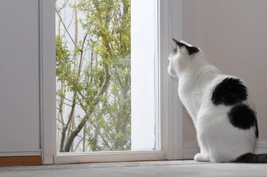 Kat die uit een raam kijkt