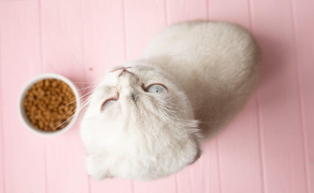 [year]'s Beste kattenvoer voor constipatie: darmgezondheidsgerichte voeding 26