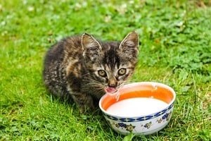 afbeelding van een kat met kom melk