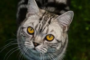 afbeelding van een grijze tabby kitty