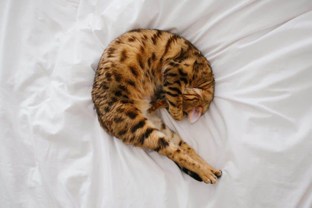 kat opgerold van pijn op een wit bed