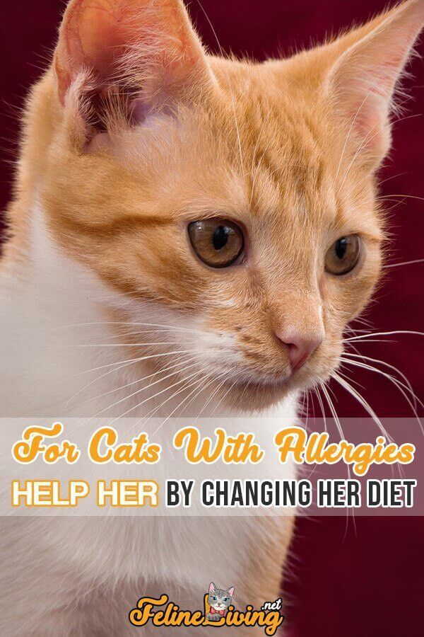 Hypoallergeen kattenvoer 
