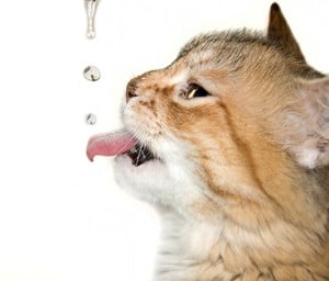 afbeelding van kitty die water likt