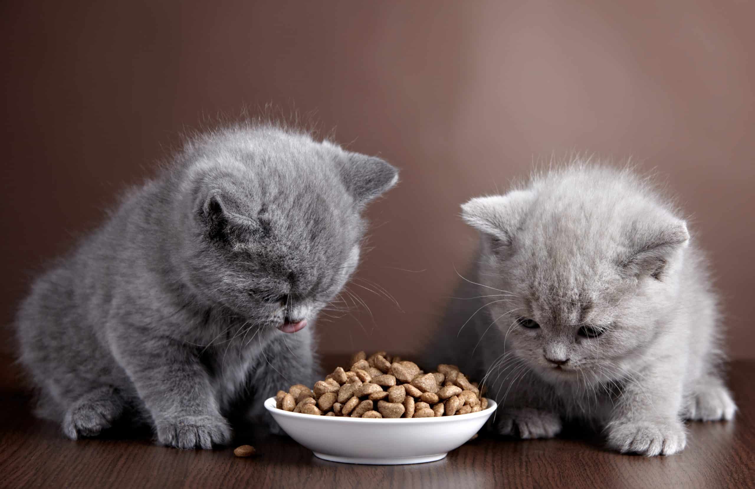 kittens eten