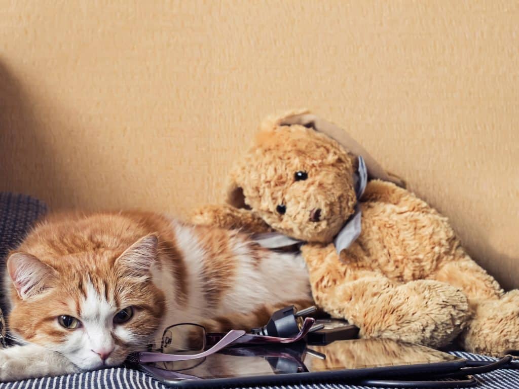 Hartgeruis bij katten: symptomen, oorzaken, preventie, & behandeling 3