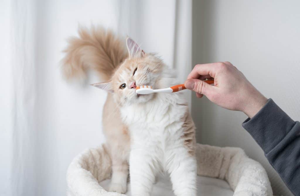 8 Beste kattentandpasta om dit te proberen [year]! Kun je een menselijke tandpasta voor katten gebruiken? 1