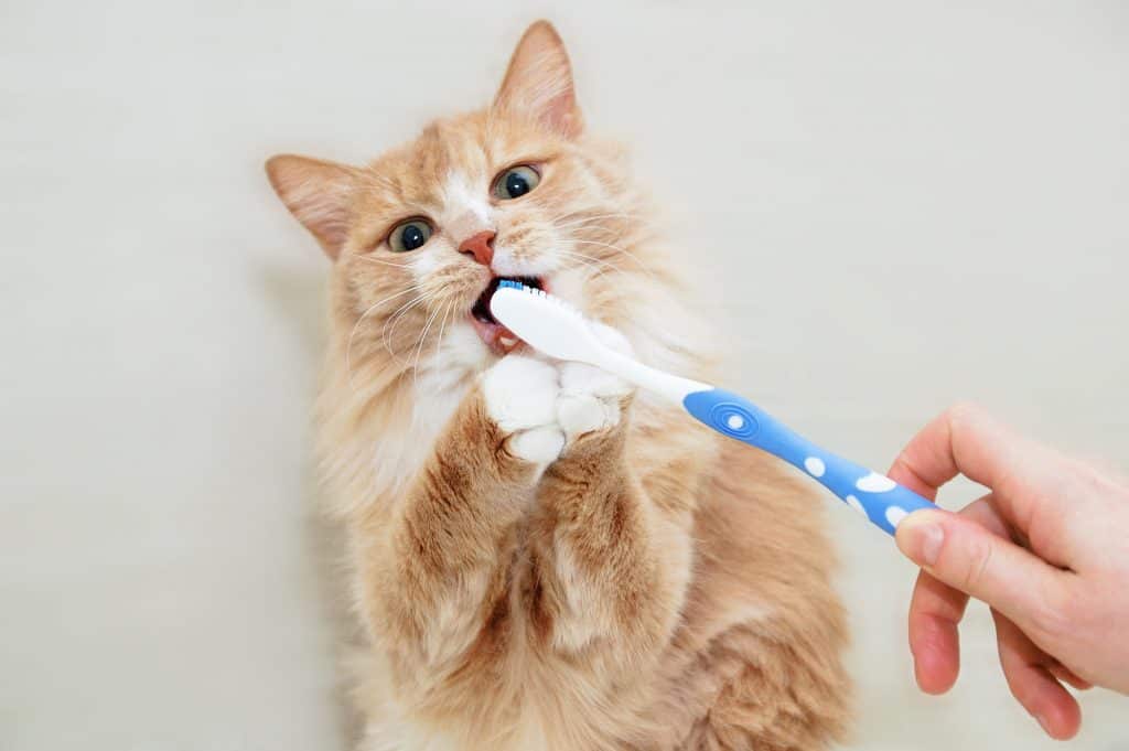 8 Beste kattentandpasta om dit te proberen [year]! Kun je een menselijke tandpasta voor katten gebruiken? 20