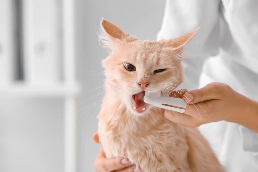 8 Beste kattentandpasta om dit te proberen [year]! Kun je een menselijke tandpasta voor katten gebruiken? 23