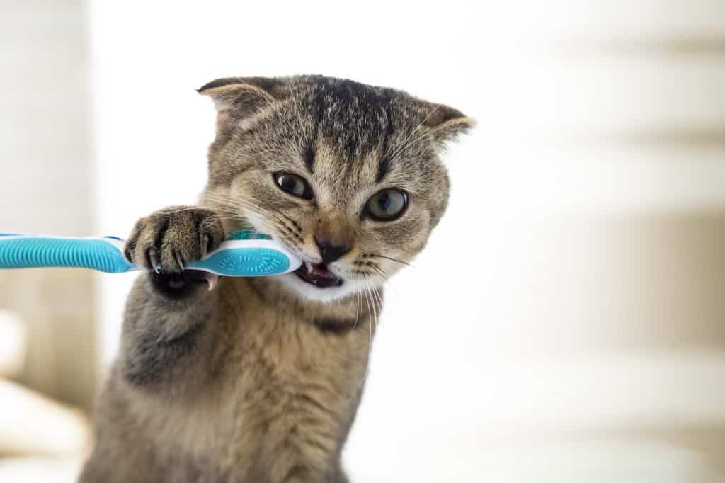 8 Beste kattentandpasta om dit te proberen [year]! Kun je een menselijke tandpasta voor katten gebruiken? 24