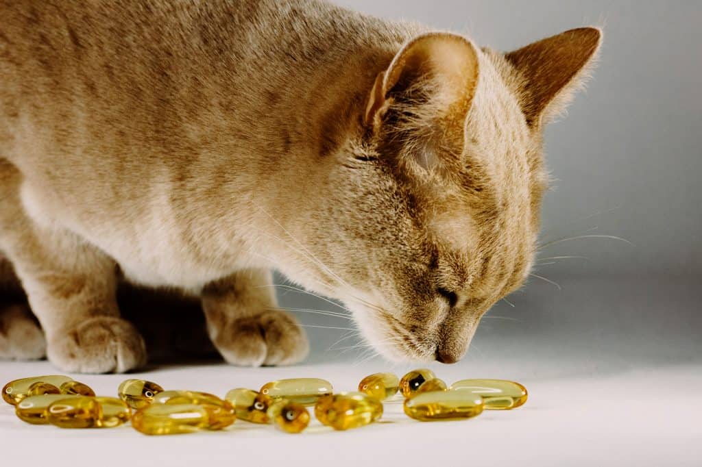 De beste vitamines voor katten in [year]! Maar hebben katten vitamines en supplementen nodig? 20