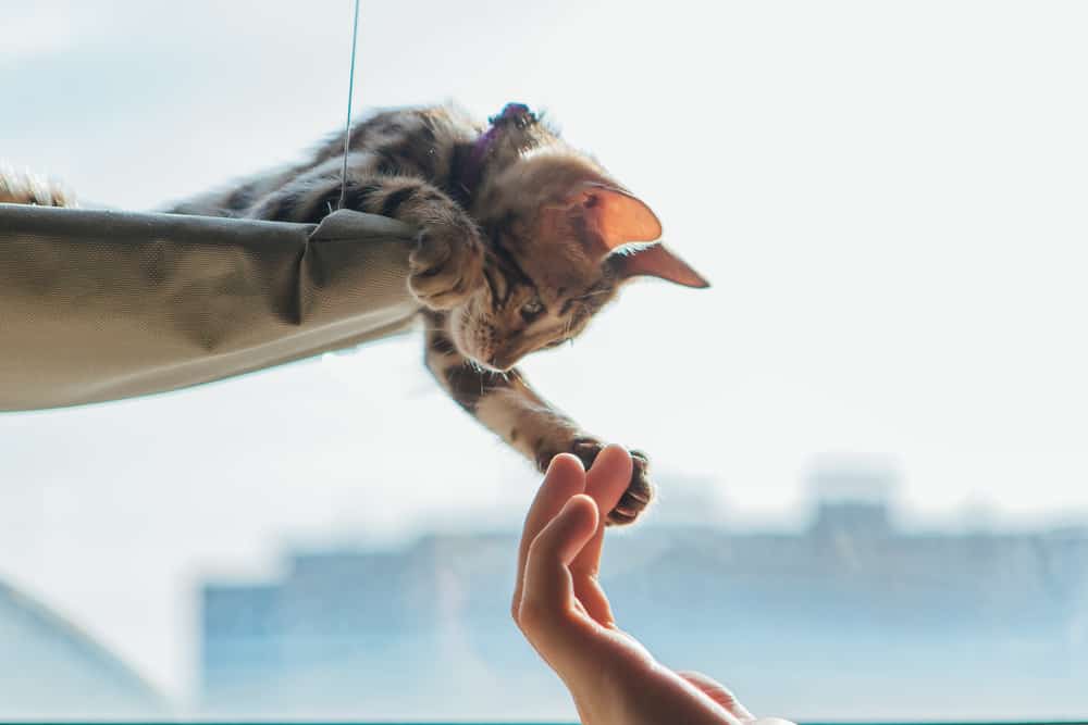 De beste kattenvensterbaars van [year]: Exclusief voor Katachtigen Die Van Comfort houden 26