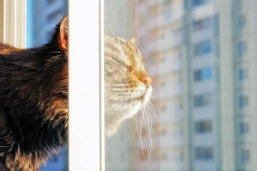 De beste kattenvensterbaars van [year]: Exclusief voor Katachtigen Die Van Comfort houden 28