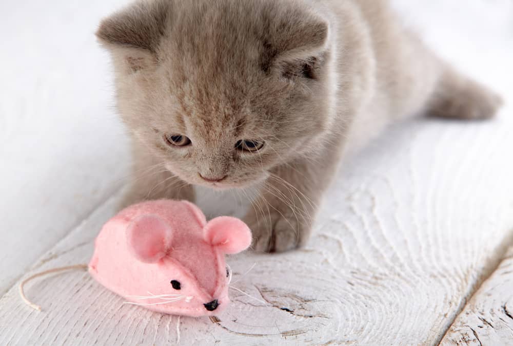 kitten en roze muis