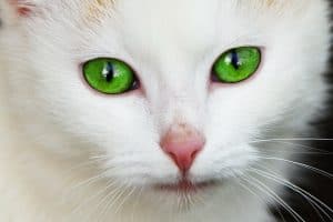 kat groene ogen