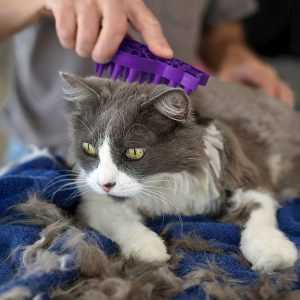 De beste kattenborstels van [year]: Voor gezonde en mooi verzorgde katten 19