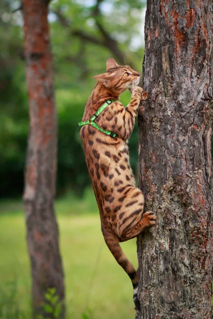 kat op boom