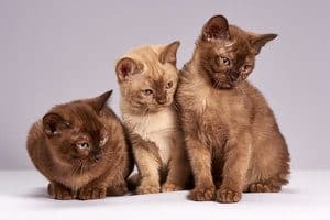 afbeelding van drie kittens