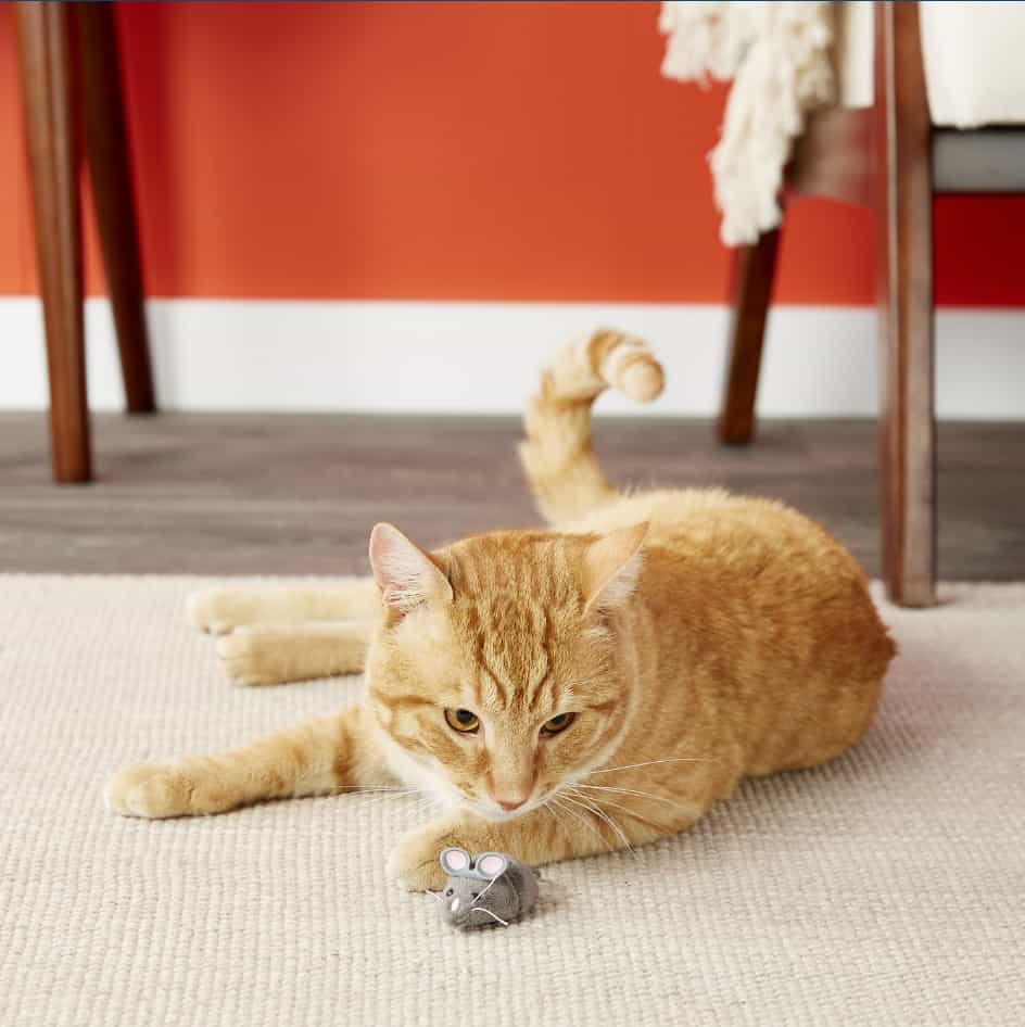 Beste interactieve kattenspeelgoed - Automatisch speelgoed voor je kat! 17
