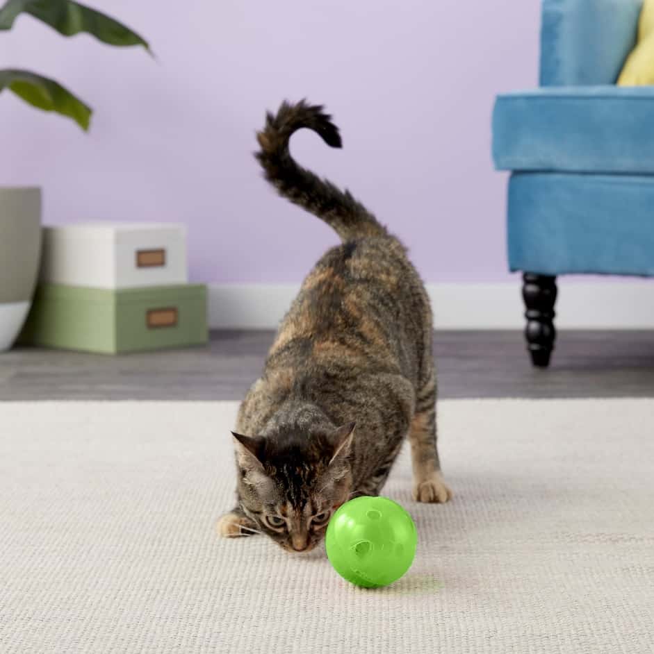 Beste interactieve kattenspeelgoed - Automatisch speelgoed voor je kat! 26