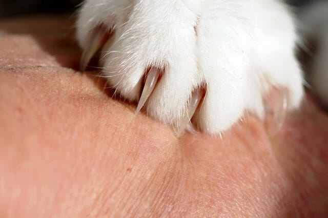 afbeelding van een kattenklauw die zich krabt aan de menselijke huid