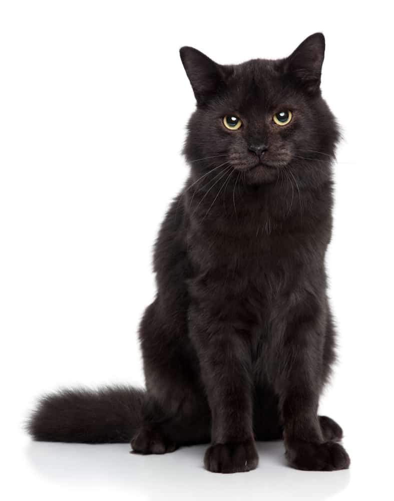 100+ Witchy Cat Namen voor Your Spell-Tacular Felines 3
