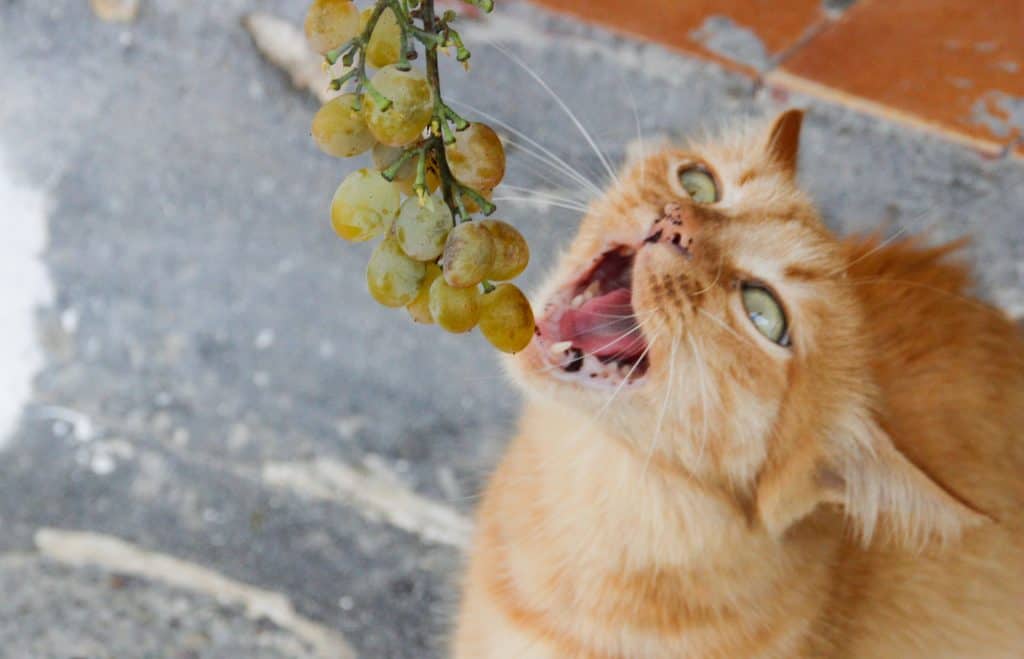 Kunnen katten druiven eten