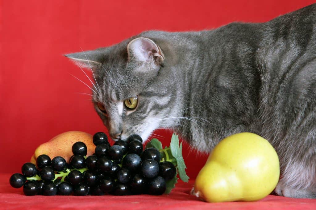 kunnen katten druiven eten