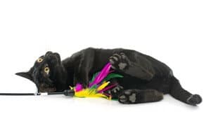 afbeelding van jong zwart kitten voor witte achtergrond
