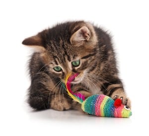 afbeelding van een kat die speelt met een muisspeelgoed