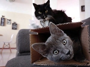 afbeelding van katten en doos