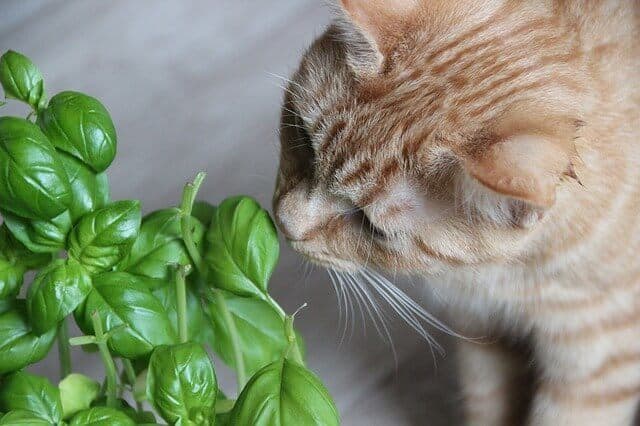kunnen katten basilicum eten