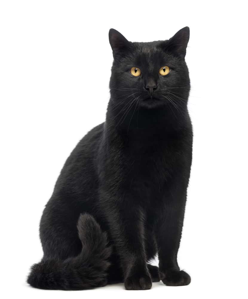 zwarte kattennamen