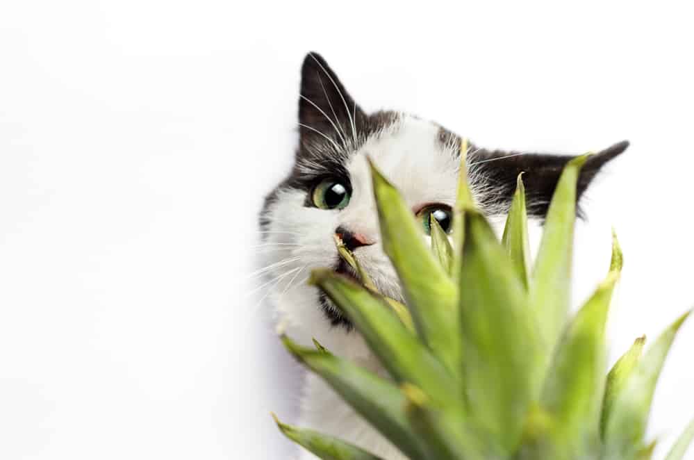 Kunnen katten ananas eten? Is deze vrucht goed of slecht voor je kat? 4