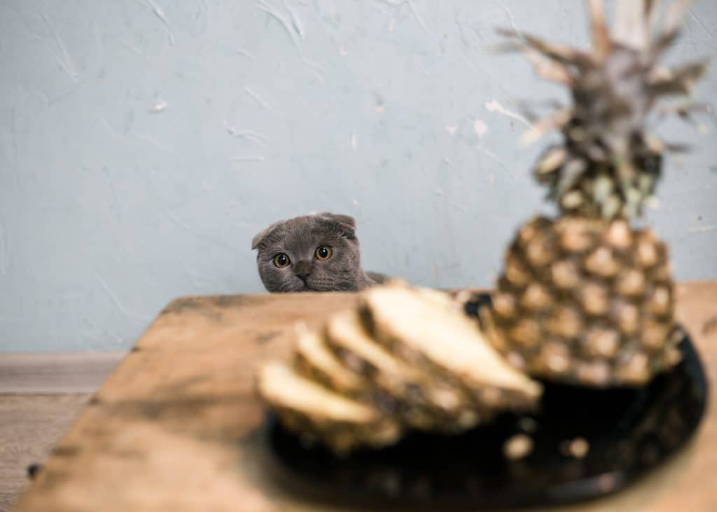 Kunnen katten ananas eten? Is deze vrucht goed of slecht voor je kat? 3