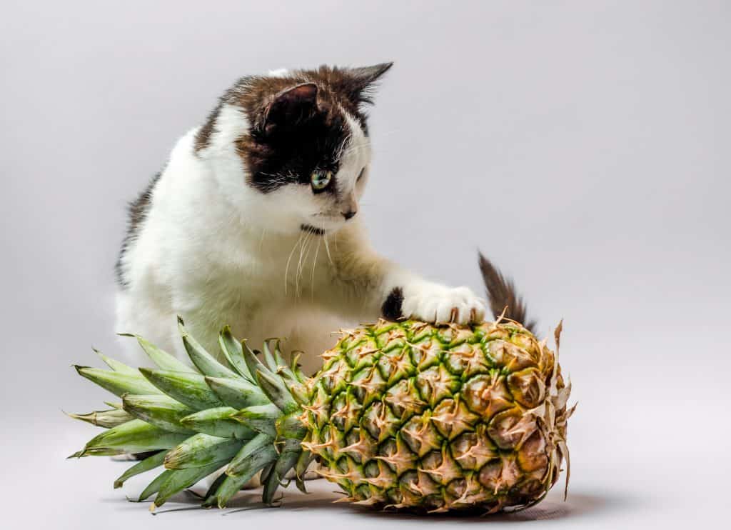 Kunnen katten ananas eten? Is deze vrucht goed of slecht voor je kat? 2
