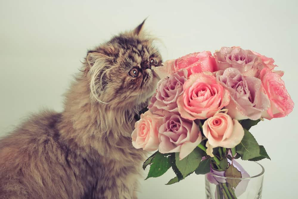 zijn rozen giftig voor katten
