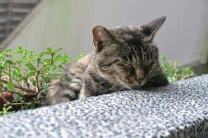 Engelse foto van een kat die dut