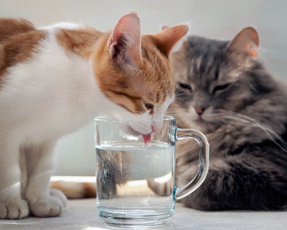 hoeveel water heeft een kat nodig