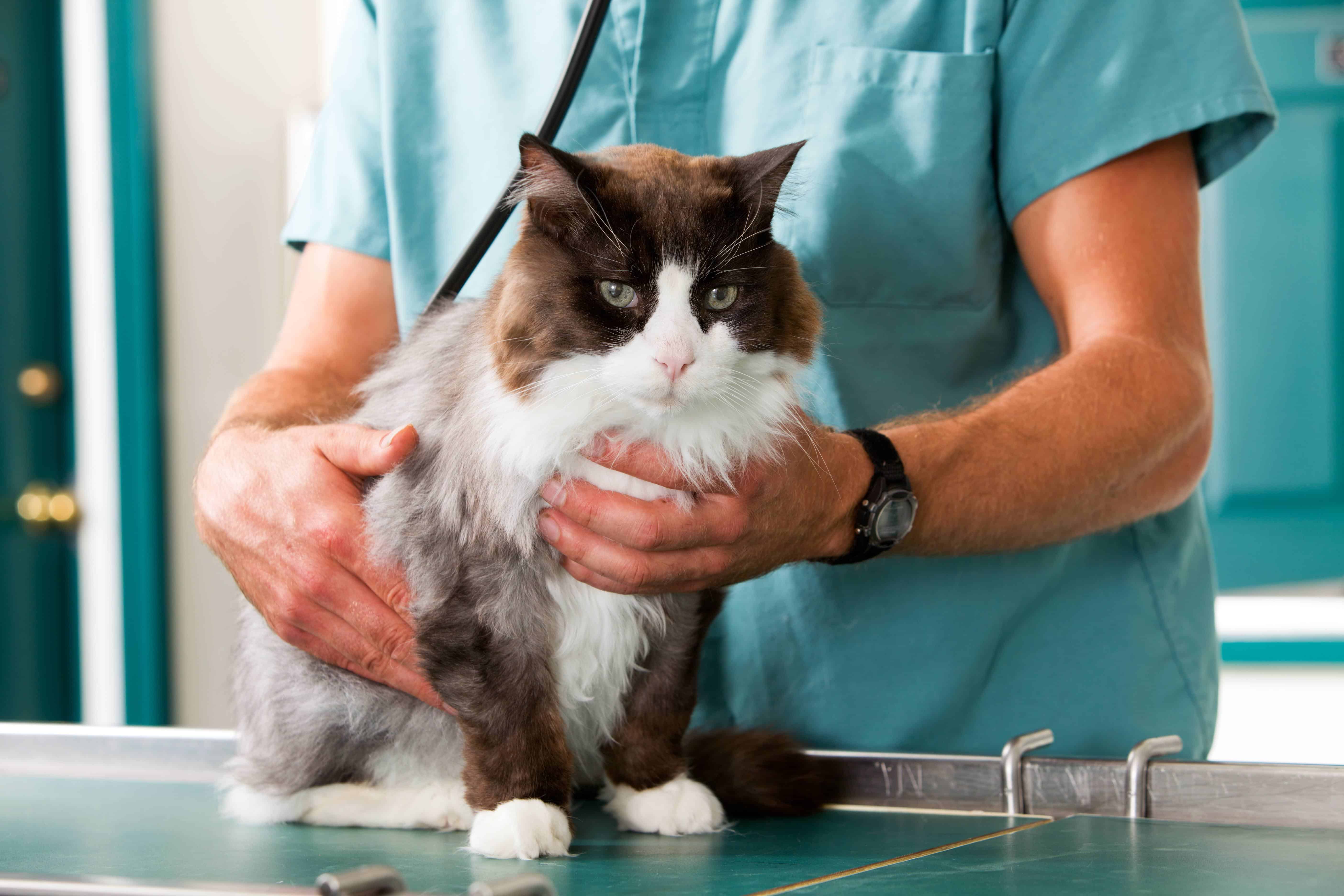 Een kat die een controle heeft bij een dierendierenkliniek