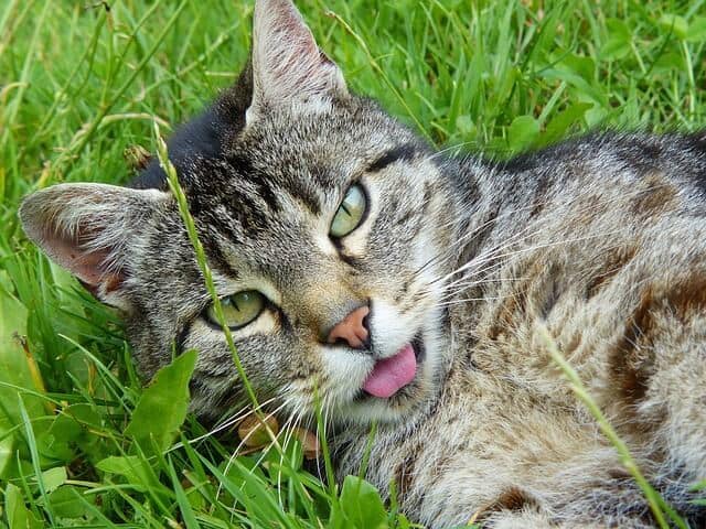Kat steekt tong uit? Is het een symptoom van iets? 2