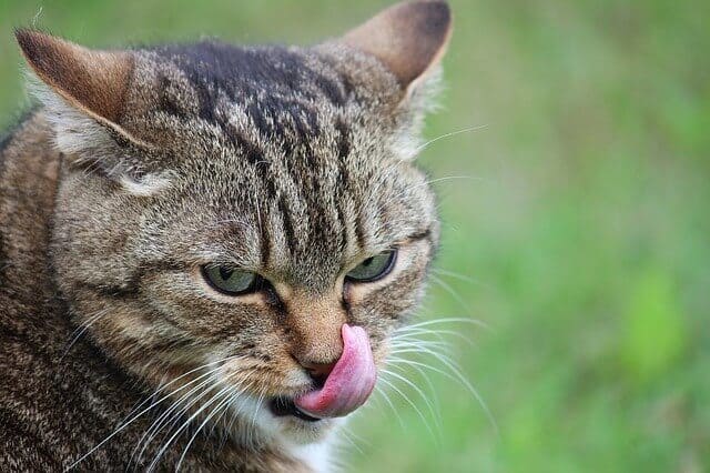 Kat steekt tong uit? Is het een symptoom van iets? 4