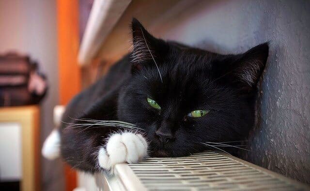 een zwarte kat met witte poten en groene ogen ligt op de radiator