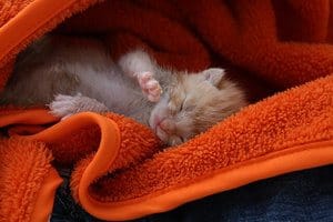 heel klein katje ligt in een oranje dekentje