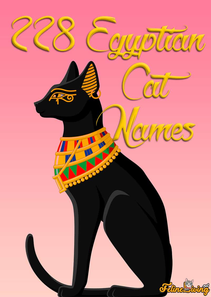De beste 228 Egyptische kattennamen voor je goddelijke schoonheid