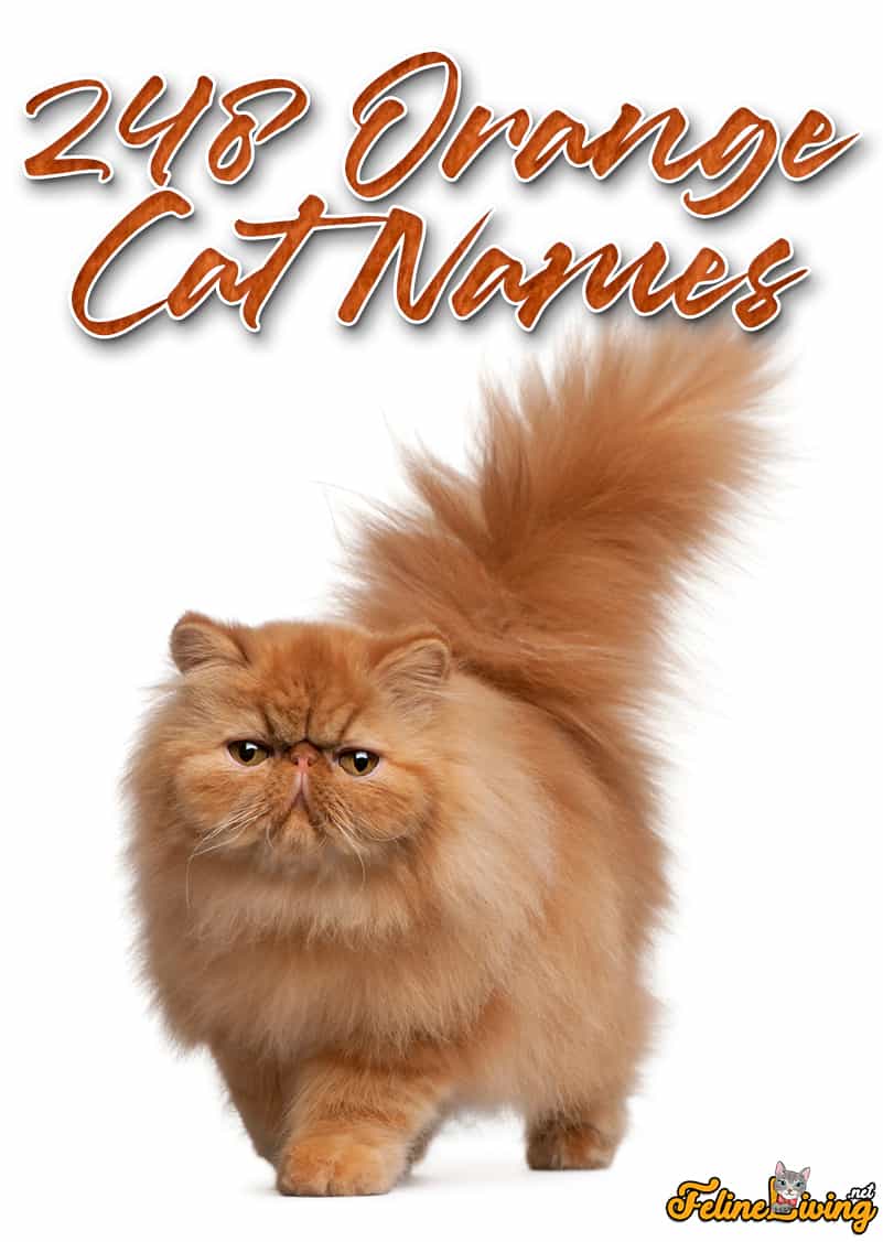 248 oranje kattennamen voor alle gember katachtigen