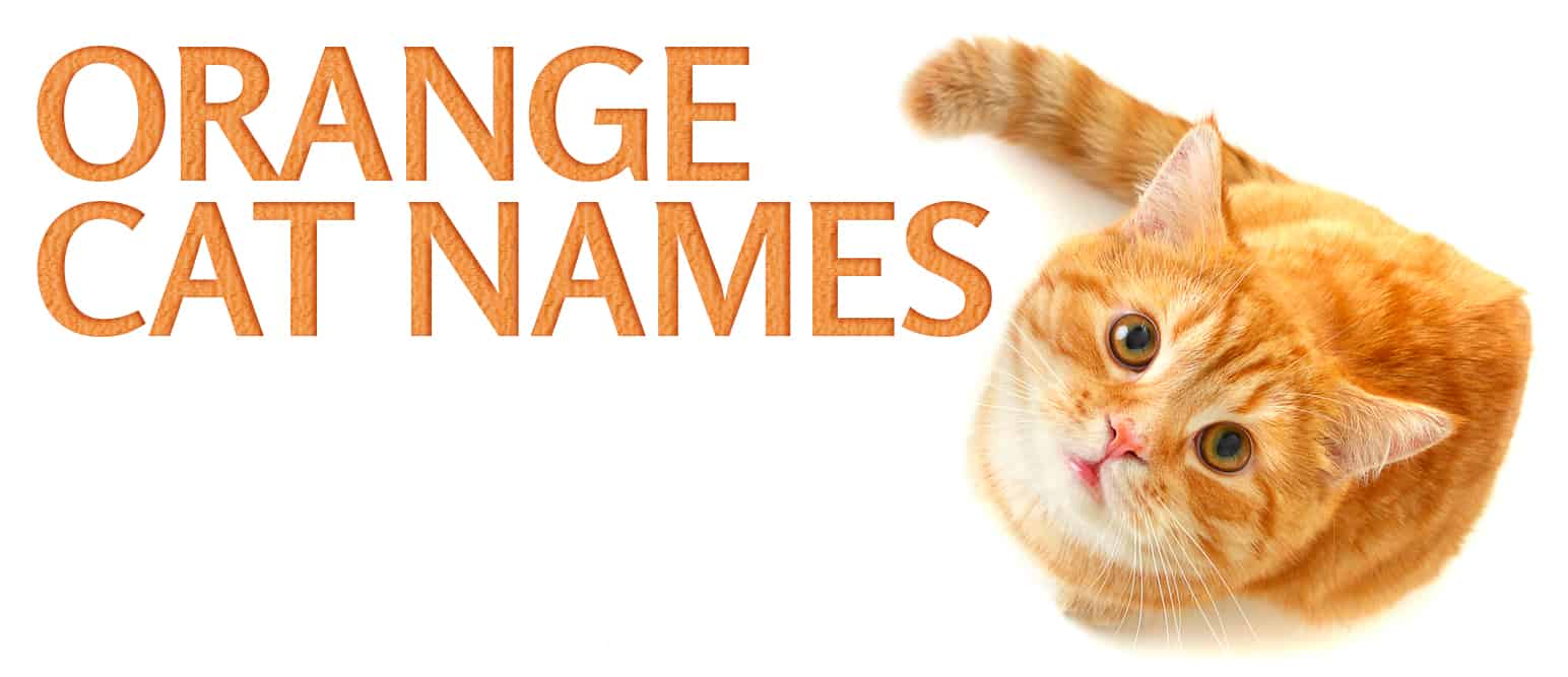 Oranje kattennamen